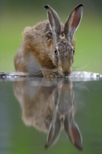 Oroscopo 2023 Lepre di Acqua
